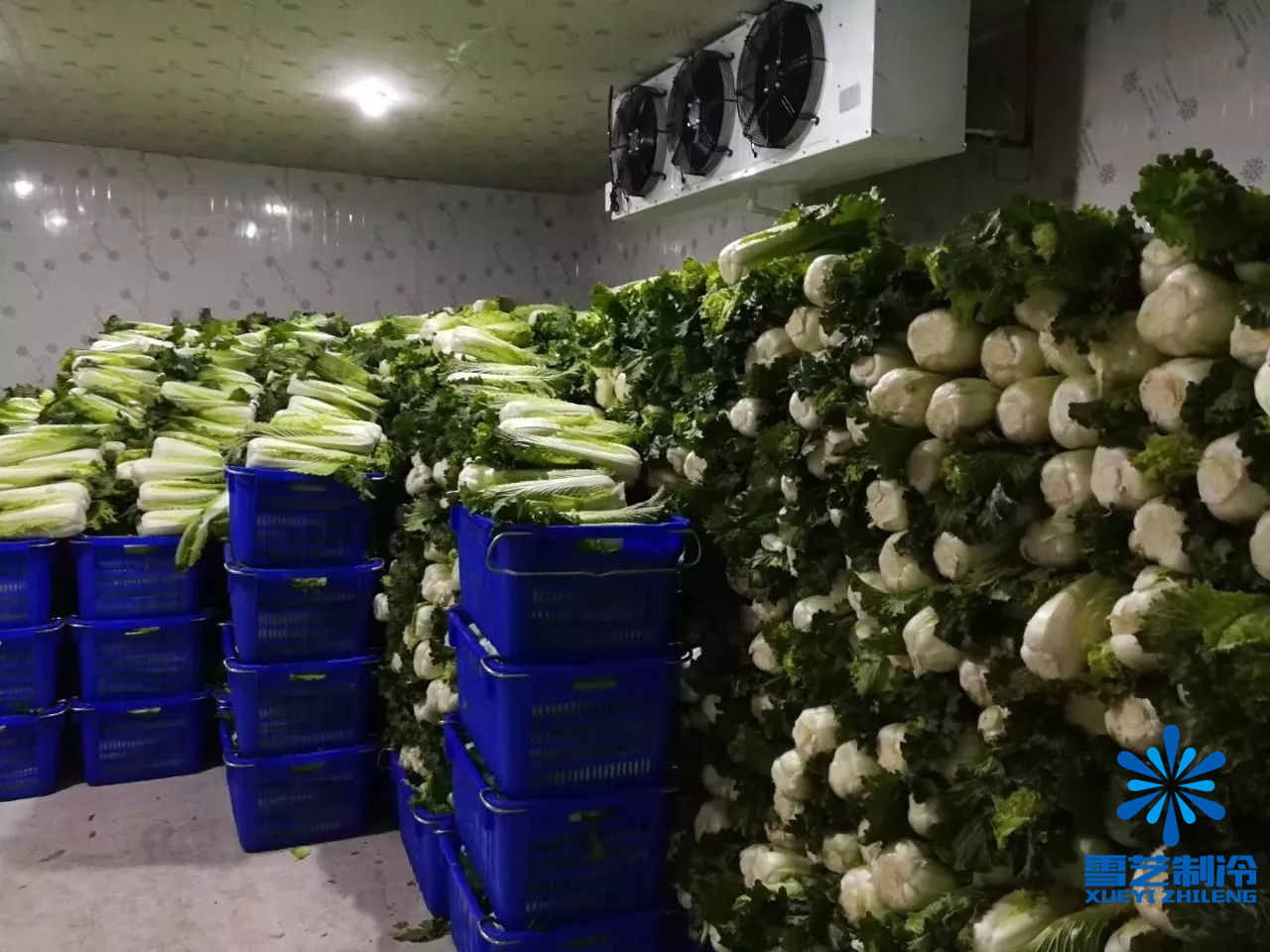 蔬菜冷庫(kù)