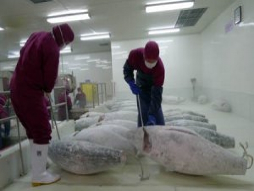 浙江金槍魚速凍冷庫(kù)建造中